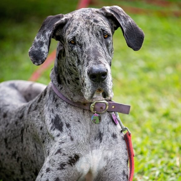 Disney Pete's Dragon-Pet Tag "Elliot", Tag accessory for pet collar - Picture 2 of 2